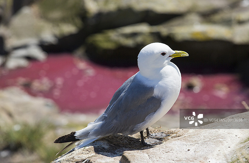英国诺森伯兰郡法恩群岛上的黑腿三趾鸥图片素材
