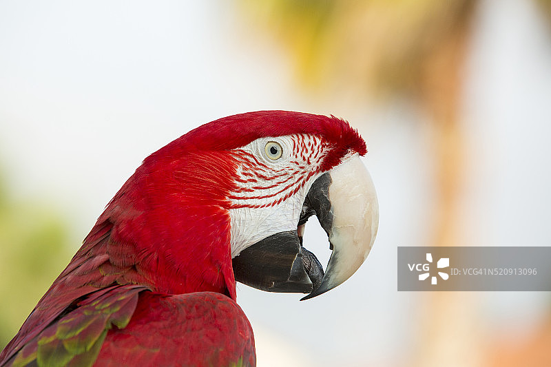 绿翅金刚鹦鹉图片素材