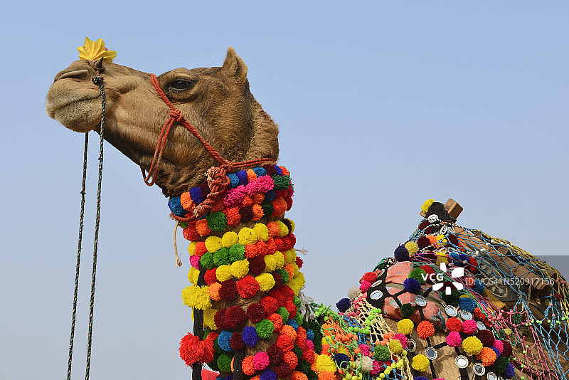 印度拉贾斯坦邦普什卡骆驼集市上精心装饰的骆驼图片素材