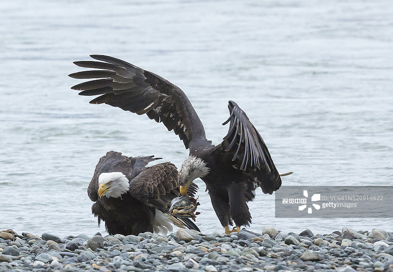 今日渔获图片素材