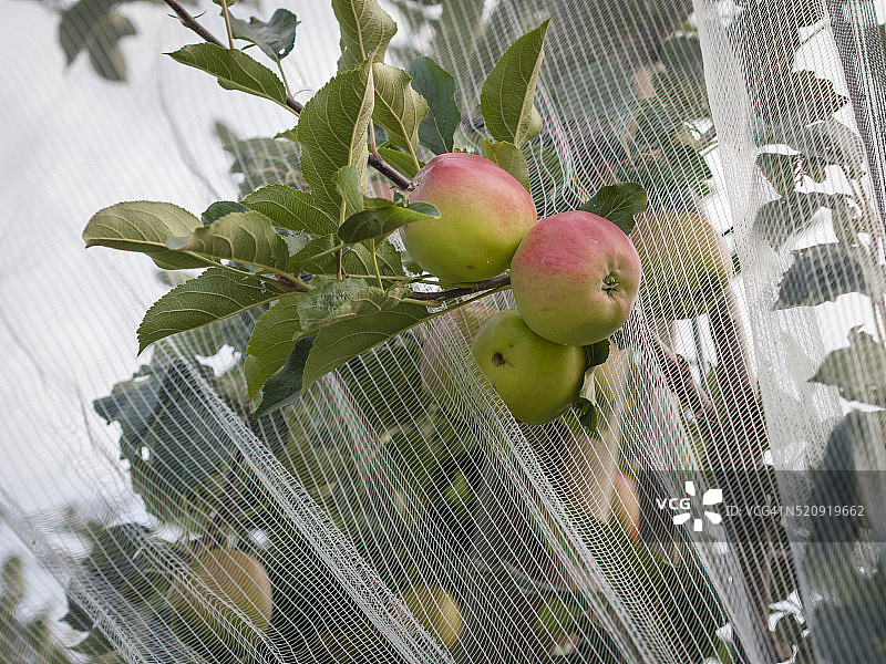 苹果园图片素材