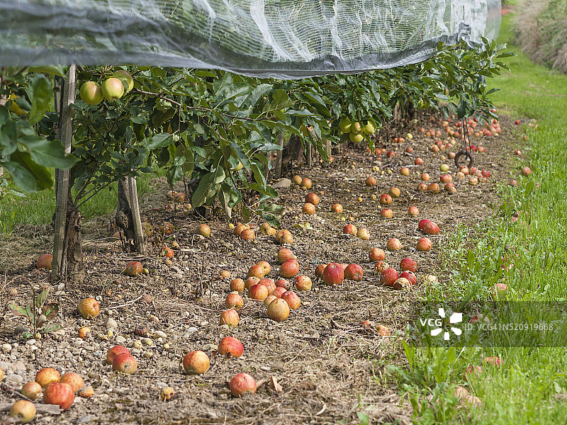苹果园图片素材
