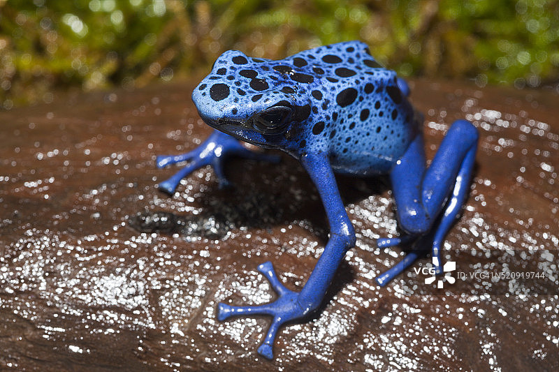 苏里南的蓝色箭毒蛙图片素材
