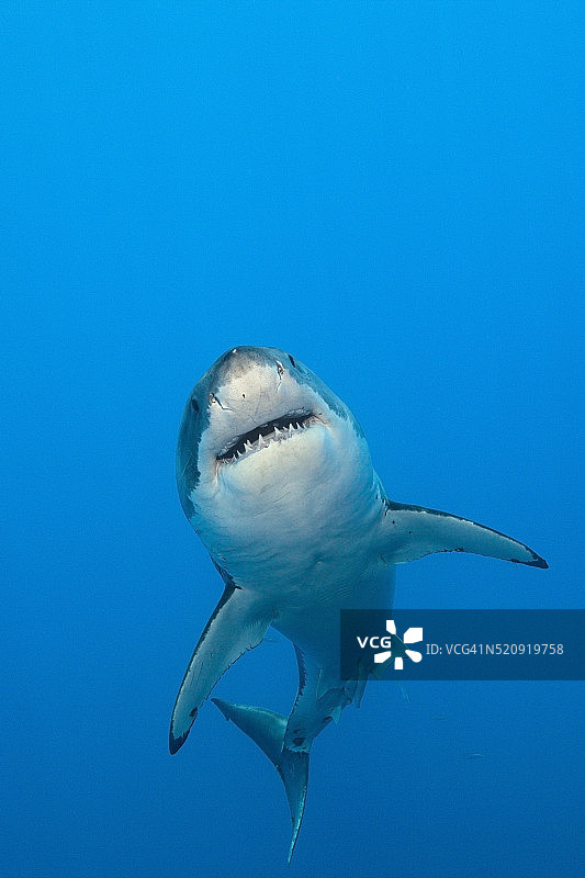 瓜达卢佩岛的大白鲨图片素材