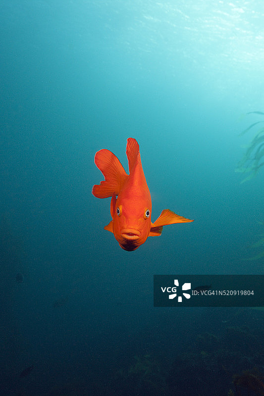 加里波第鱼，圣贝尼托岛图片素材