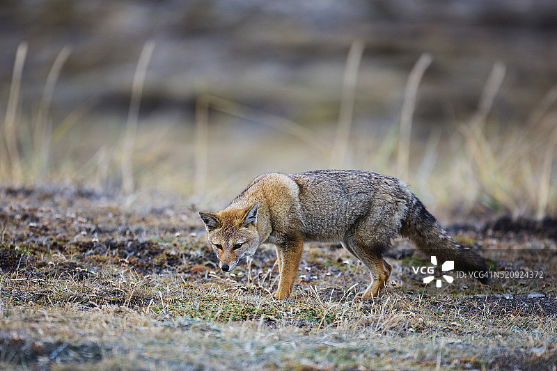 南美灰狐图片素材