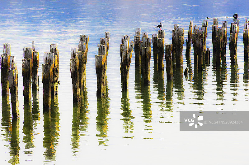 鸟儿栖息在纳塔莱斯港湖边旧码头的遗骸上图片素材