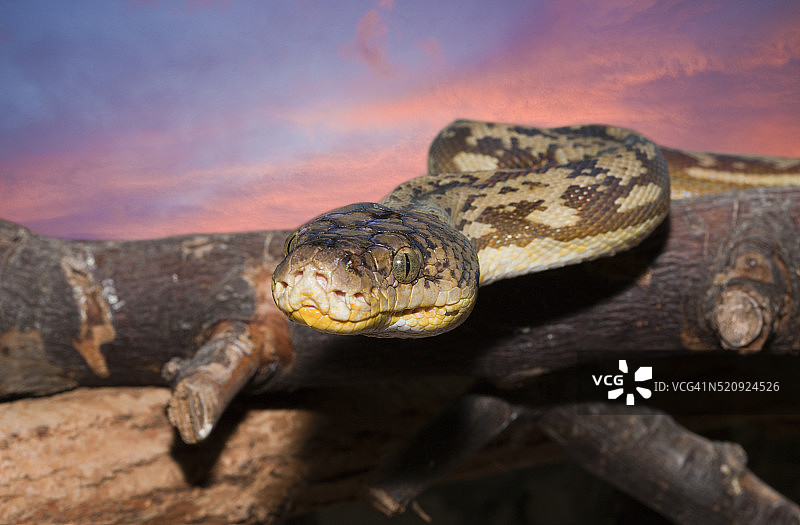 帝汶岛蟒蛇，印度尼西亚小巽他群岛图片素材