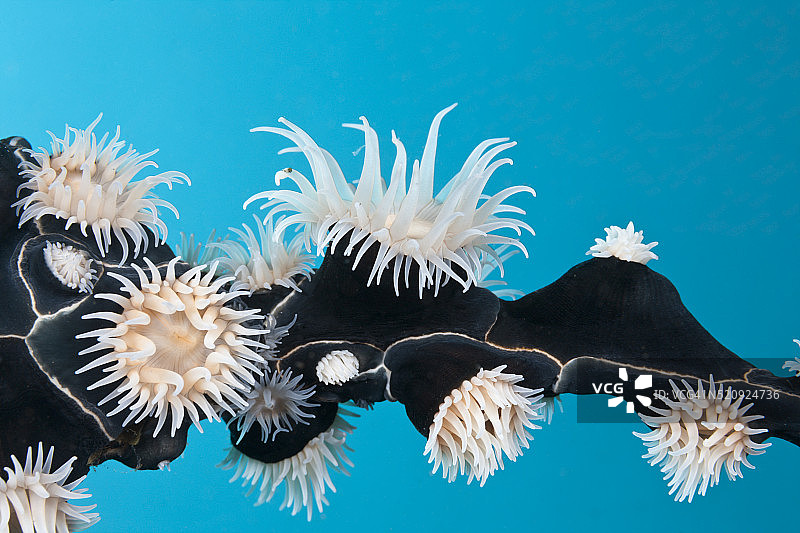 科莫多国家公园的殖民时期海葵图片素材