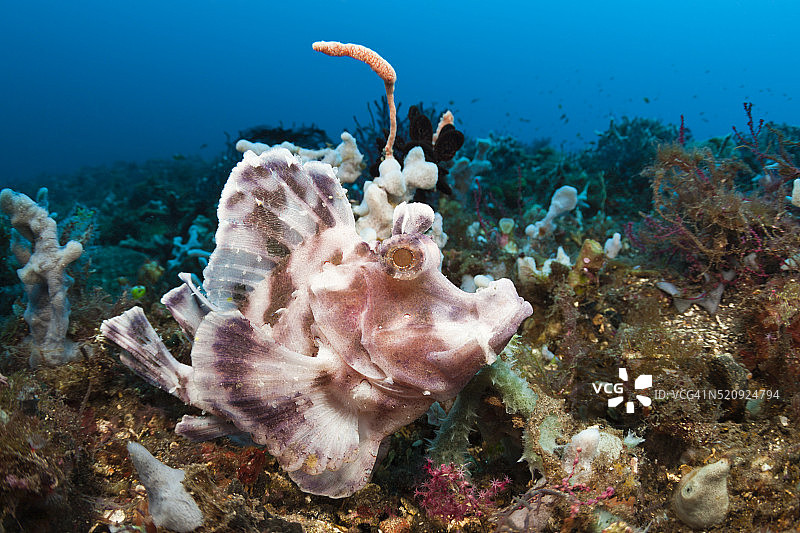 桨鳍蝎子鱼，巴厘岛图片素材