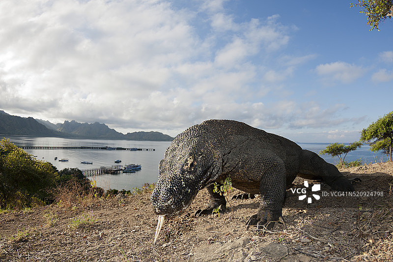 科莫多国家公园的科莫多巨蜥图片素材