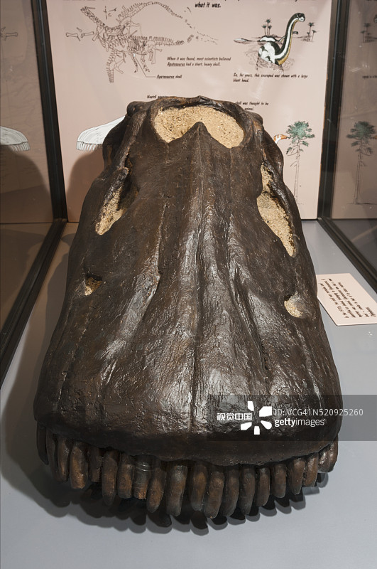 腕龙化石头骨图片素材