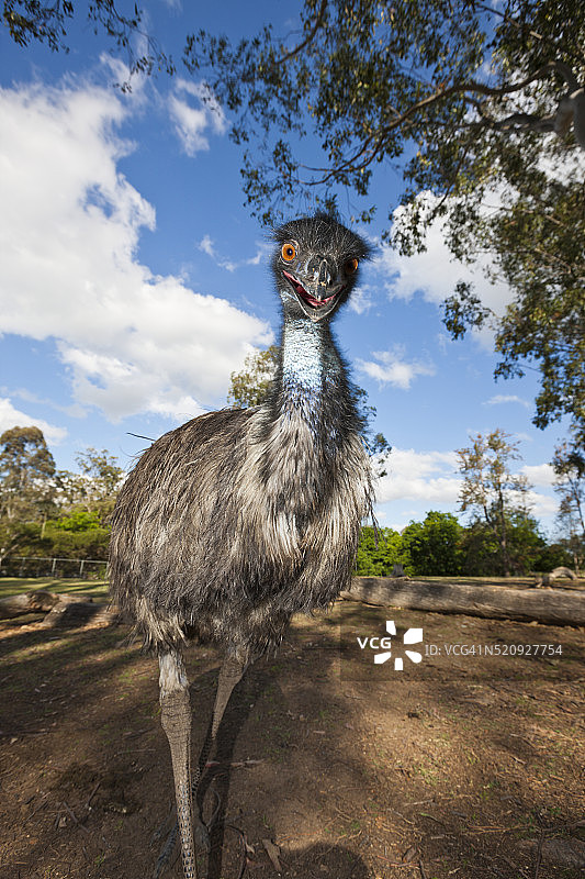 澳大利亚鸸鹋图片素材
