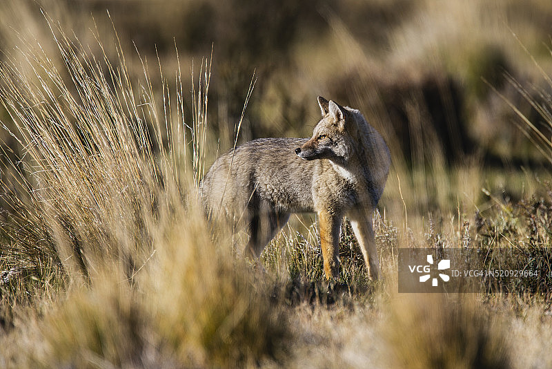 巴塔哥尼亚灰狐回头观察是否有美洲狮捕猎图片素材