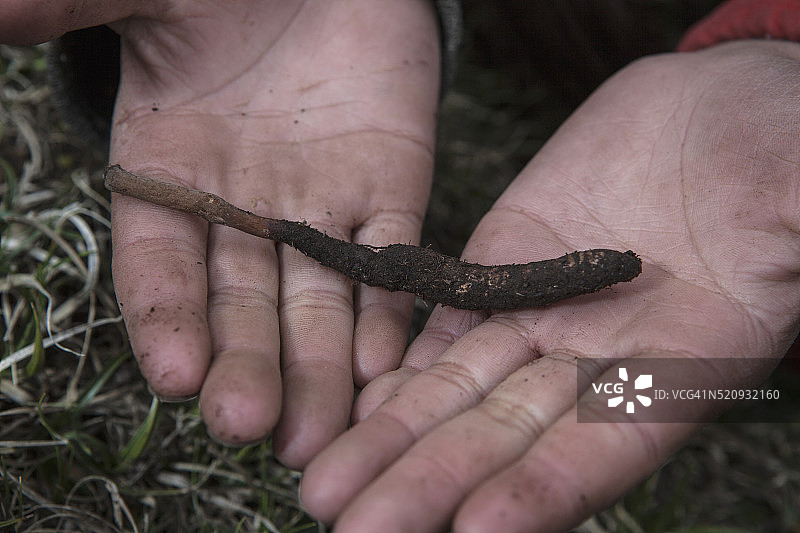 虫草的故事图片素材