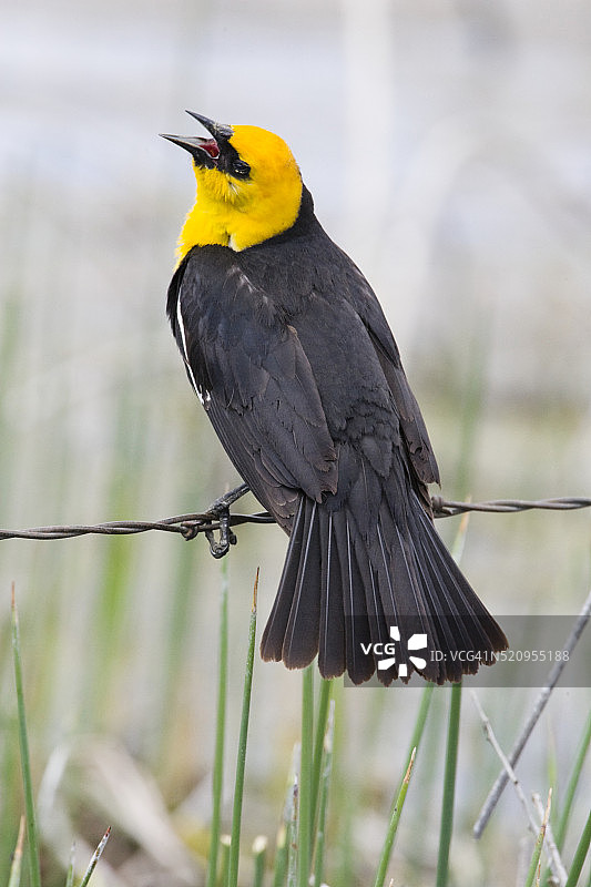 黄头黑鹂图片素材