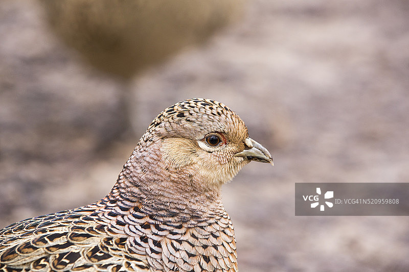 英国的雌性雉鸡图片素材
