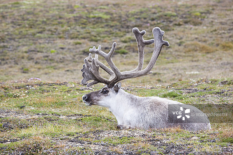 换毛期雄性斯瓦尔巴特岛驯鹿图片素材