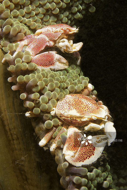 斑点瓷蟹图片素材