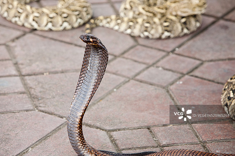 摩洛哥马拉喀什的弄蛇人与蛇图片素材