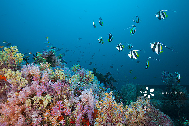 印度尼西亚软珊瑚礁上的飘浮燕鱼图片素材