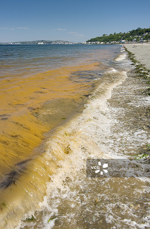赤潮，普吉特海湾，华盛顿州西雅图阿尔基海滩图片素材