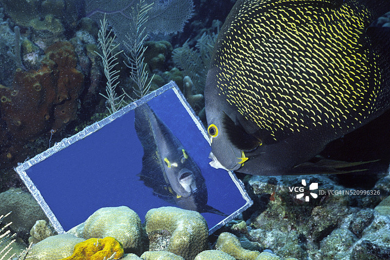 法国神仙鱼被镜中倒影吸引图片素材