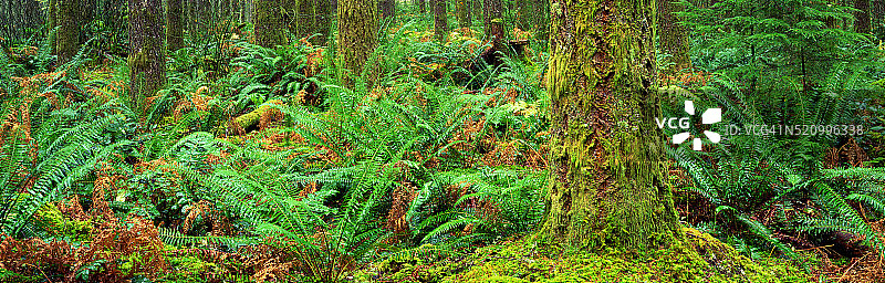 威拉米特国家森林的叶图片素材