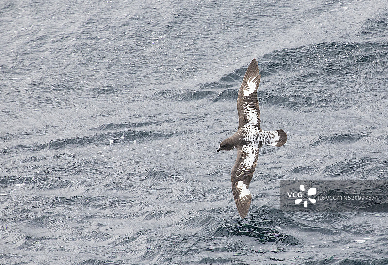 一只在德雷克海峡亚南极地区飞行的白腹海燕图片素材
