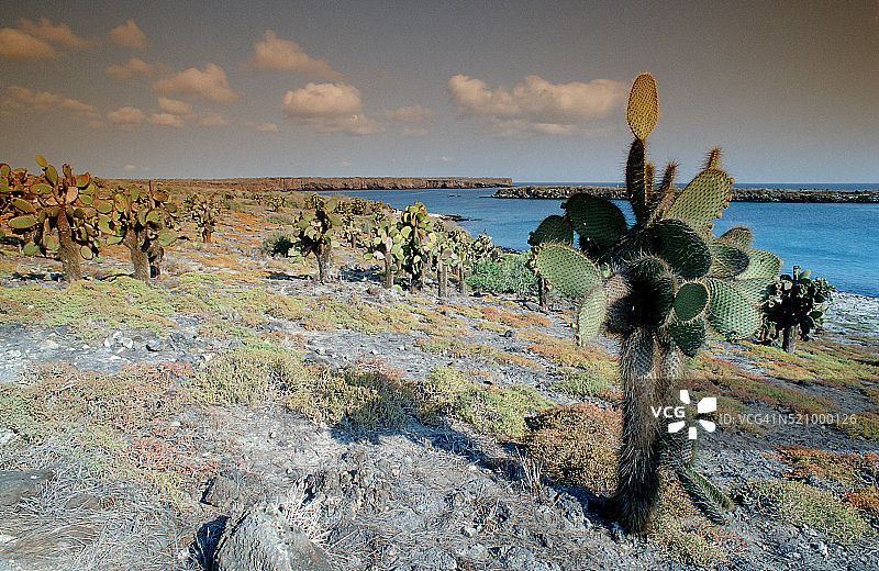 厄瓜多尔加拉帕戈斯群岛南广场岛风光图片素材
