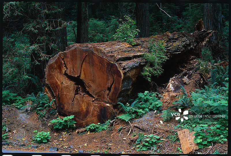 倒下的红杉树图片素材