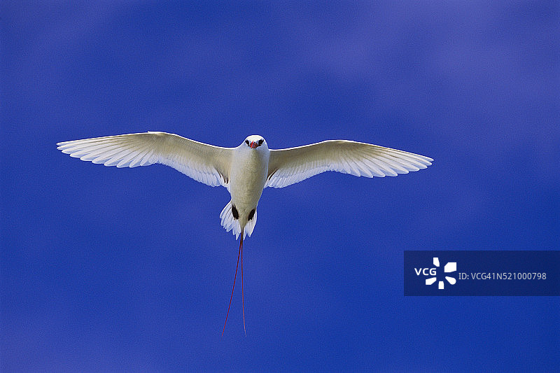 飞行中的红尾鹲图片素材
