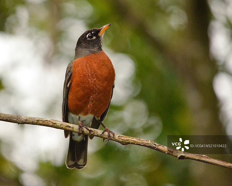 美国罗宾图片素材