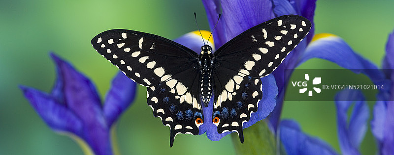 在荷兰鸢尾花上的黑凤蝶图片素材