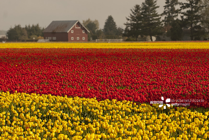 华盛顿斯卡吉特河谷的郁金香花田图片素材
