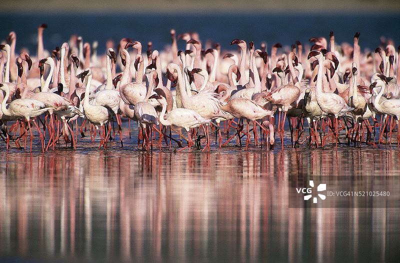 肯尼亚的小红鹳图片素材