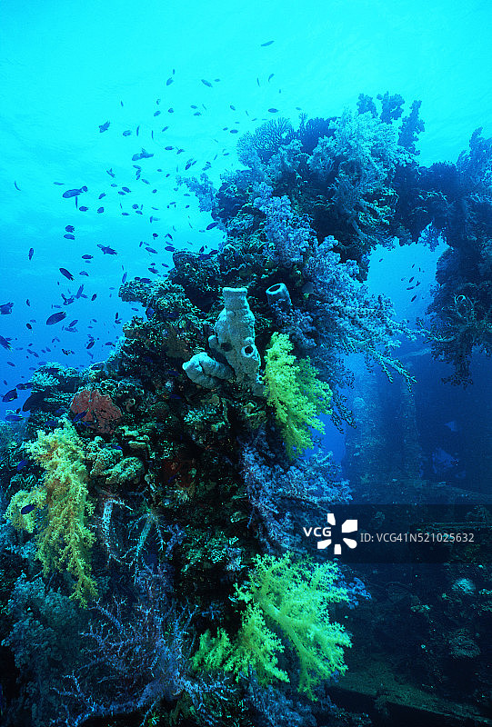 船凹痕上的海洋生物图片素材