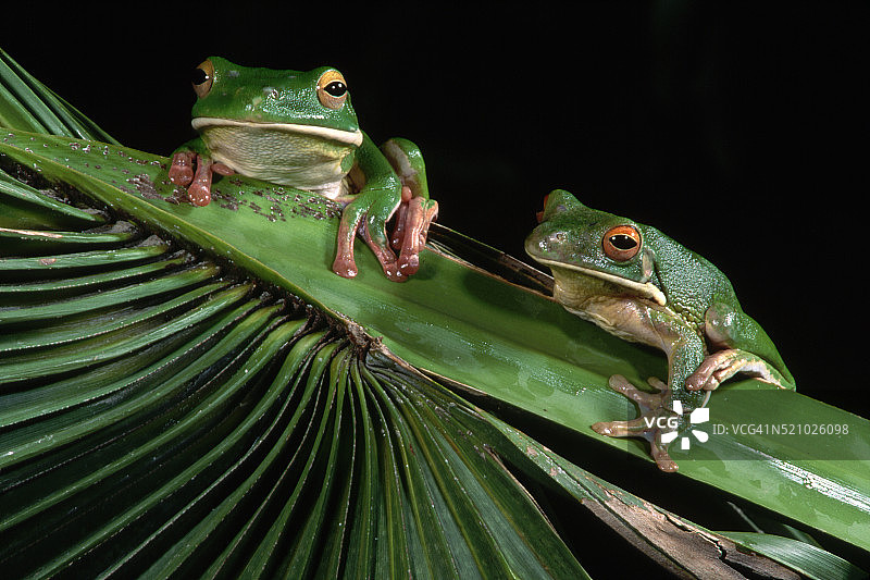 两只大树蛙在扇叶棕榈叶上图片素材