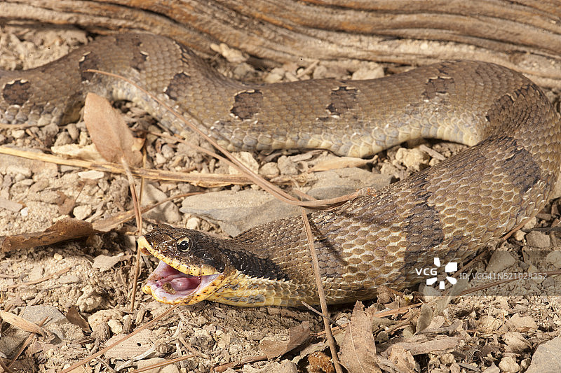 东部猪鼻蛇吞食美洲蟾蜍图片素材