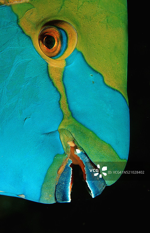 绿喉鹦嘴鱼头部特写图片素材