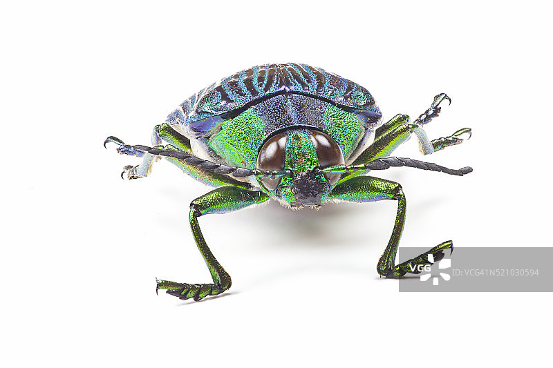 绿宝石甲虫头部特写图片素材