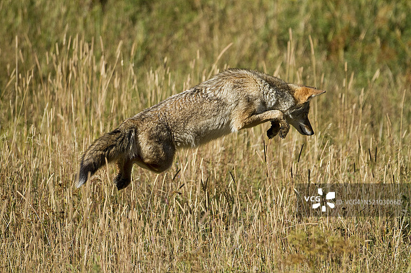 郊狼：在黄石国家公园捕食田鼠图片素材