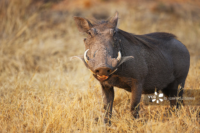 微笑的疣猪图片素材