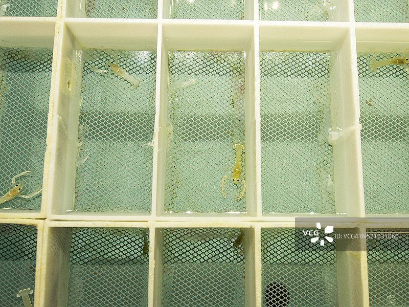 英国康沃尔帕兹托的龙虾孵化场中的幼龙虾图片素材