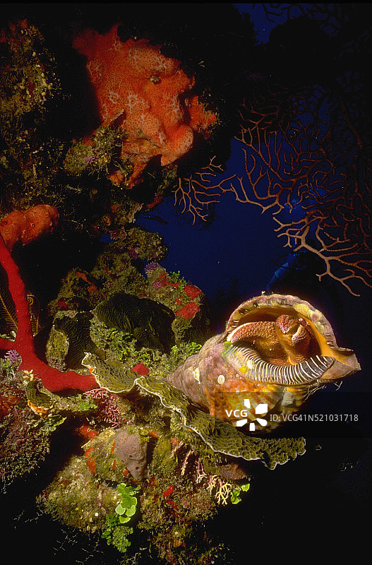 寄居蟹图片素材