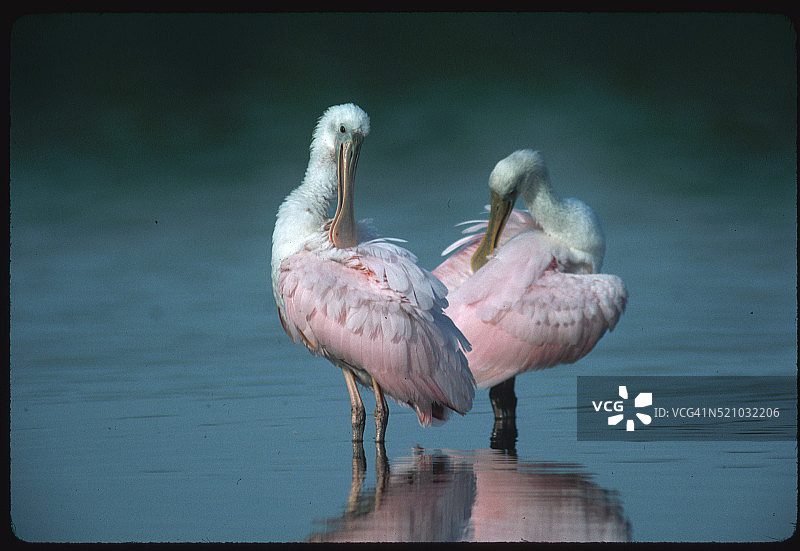 梳理羽毛的琵鹭图片素材