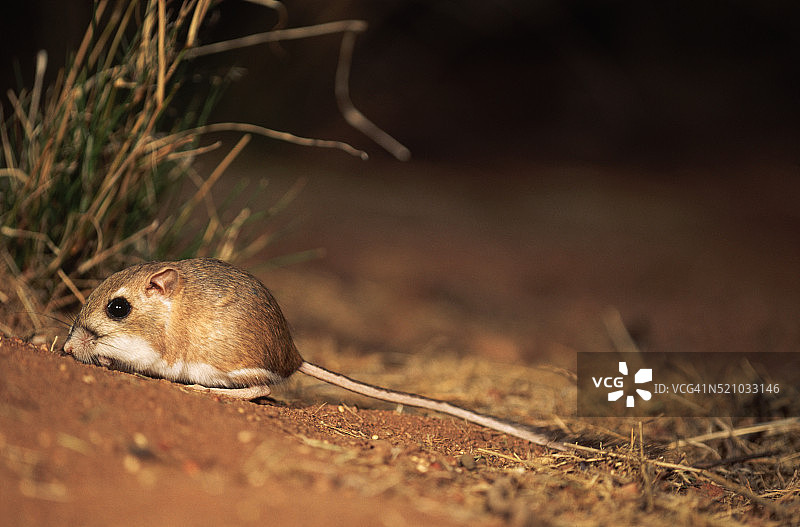 奥氏鼠袋鼠图片素材