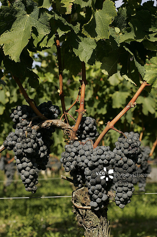 梅洛葡萄树上的葡萄图片素材