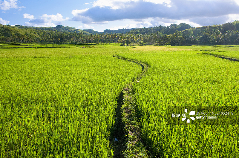 穿过稻田的小路图片素材