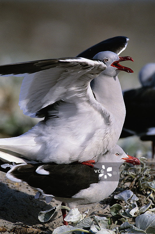 交配的黑背鸥图片素材